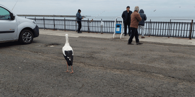 Bacağındaki gümüş halka her şeyi ortaya çıkardı! Leyleğin garip hikayesi