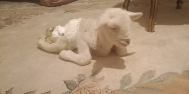 Bacakları ters doğan kuzu görenleri hayrete düşürdü