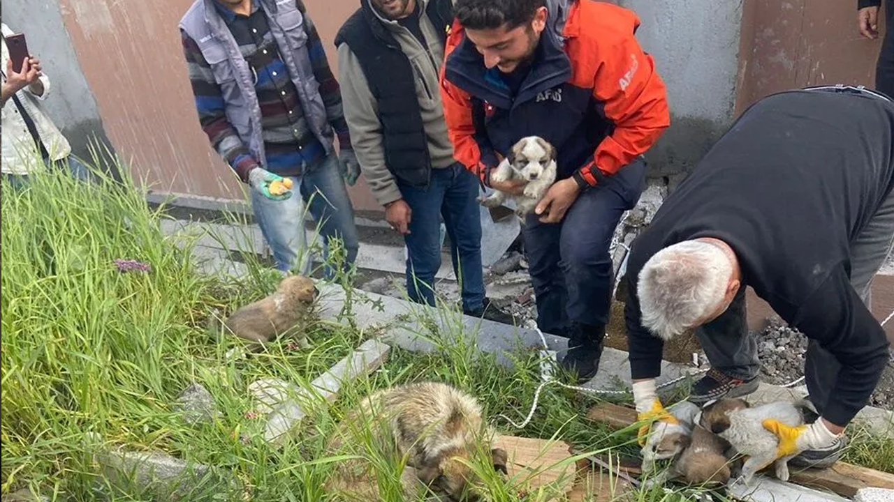 Bacaya düşen 4 yavru köpeği AFAD ekipleri kurtardı