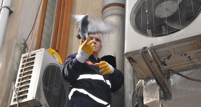 Bacayı kesip güvercinleri kurtardılar
