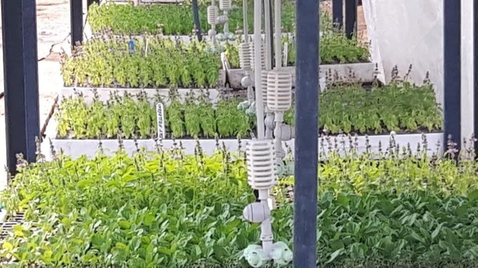 BAÇEM’in fideleri Milli Botanik Bahçesi’nde 