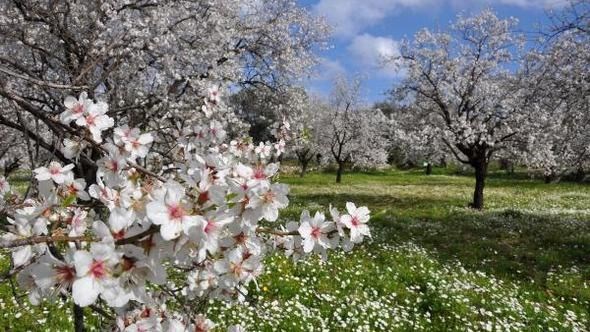 Badem Çiçeği Festivali başlıyor
