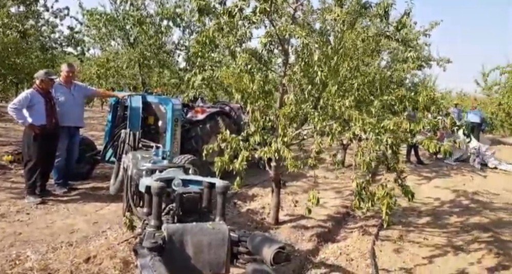 Badem hasat sezonu başladı 