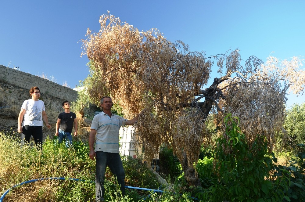 Bafa Gölü bölgesinde zeytin ağaçları kuruyor 