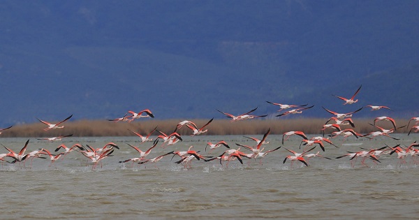 Bafa Gölü'nde görsel şölen