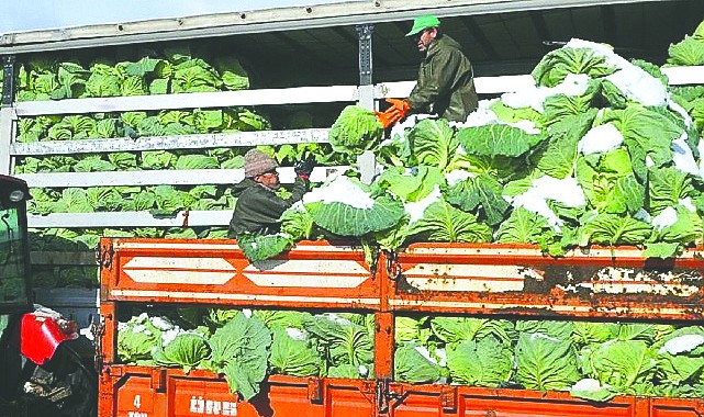 Bafra Ovası’nda kışlık sebze hasadı tamamlandı