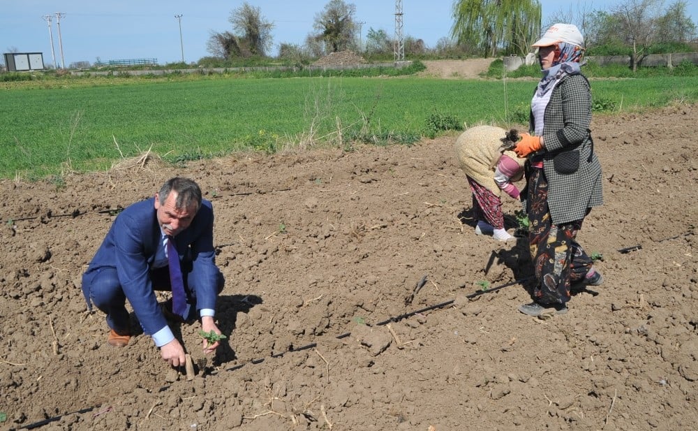 Bafra Ovası’nda örtü altı karpuz ve kavun ekimleri başladı 