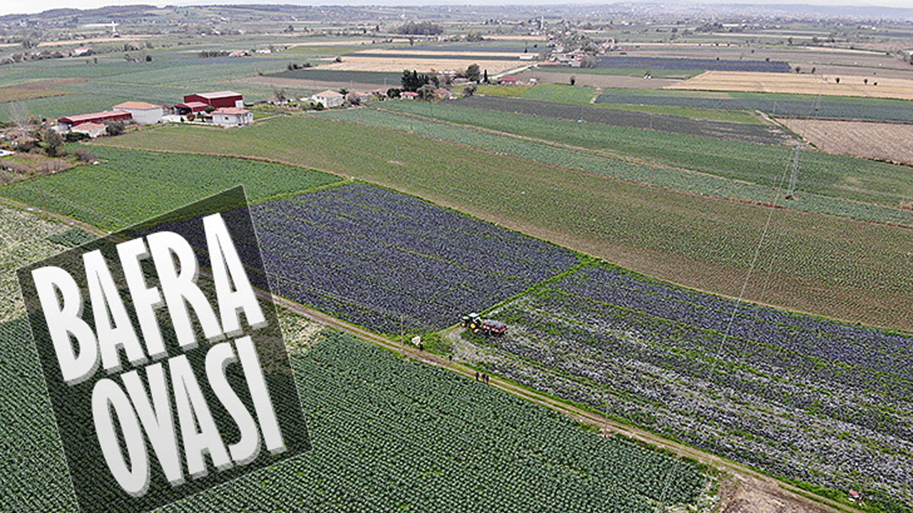 Bafra Ovası’nda rekor bekleniyor!