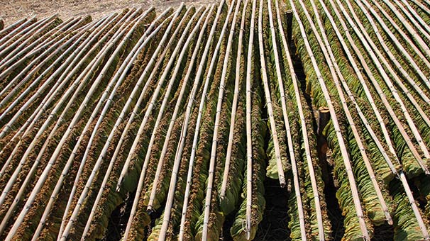 Bafra Ovası'nda tütün üreticileri bu seneden umutlu