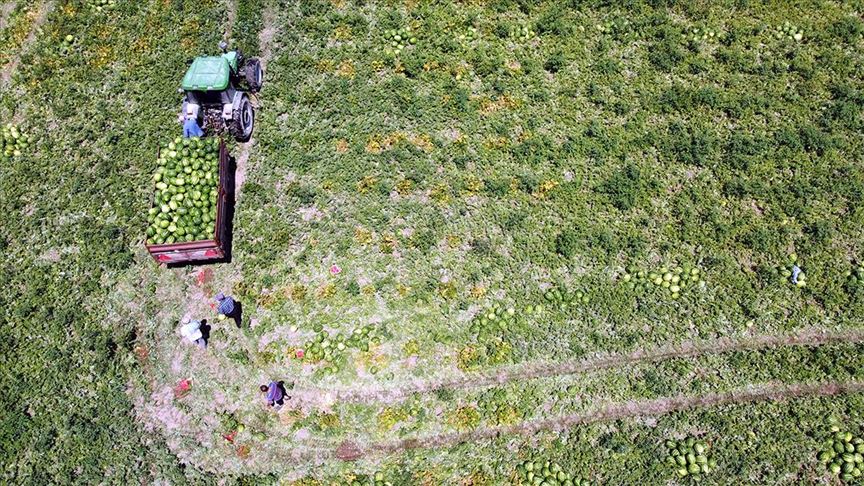 Bafra Ovası'nda üretilen karpuz tarladayken alıcı buluyor