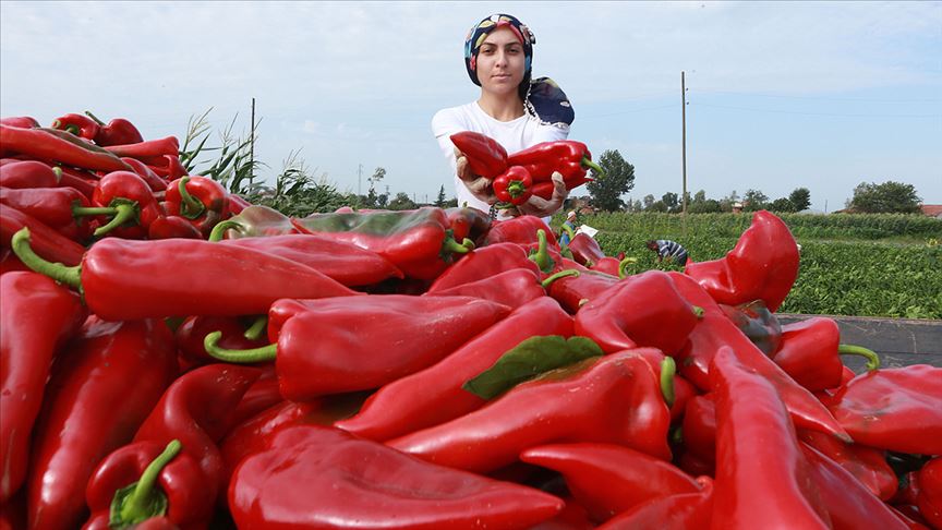 Bafra Ovası'nın kırmızı biberleri toplanmadan satılıyor