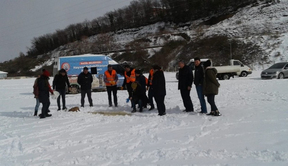 Bafra’da sokak köpekleri unutulmadı 