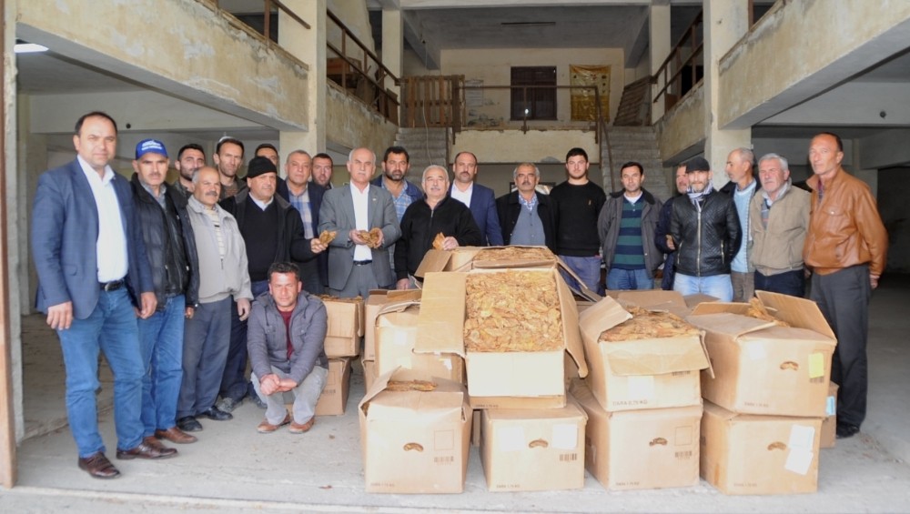 Bafra’da tütün alımları başladı 