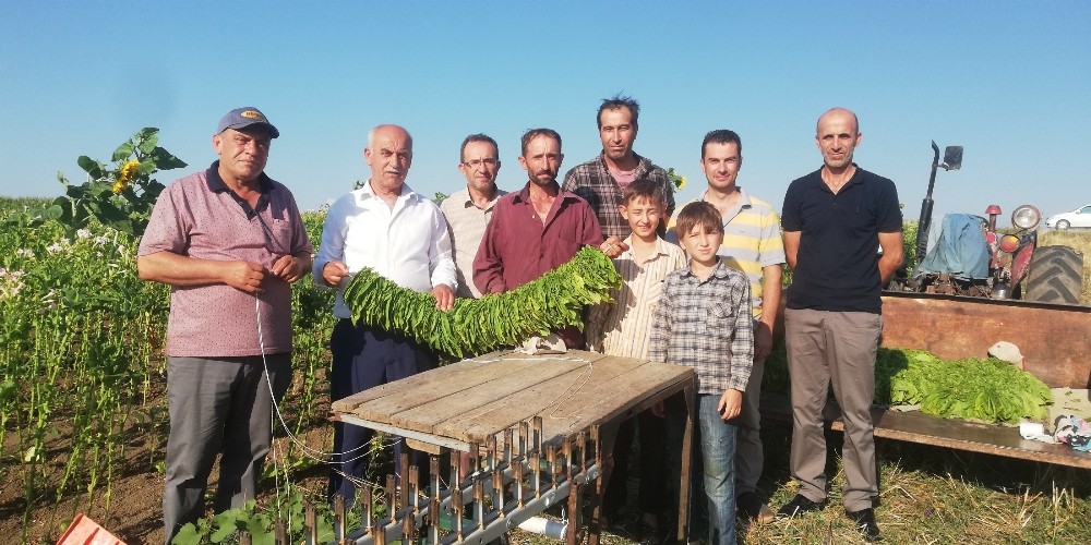 Bafralı tütün üreticileri destek bekliyor 