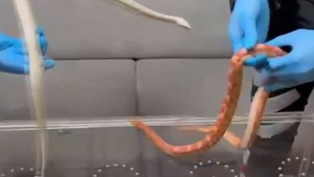 Bagajdan piton çıktı! Polis bile şaşırdı