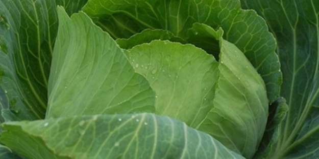 Bağırsak kanserini lahana kürüyle önleyin