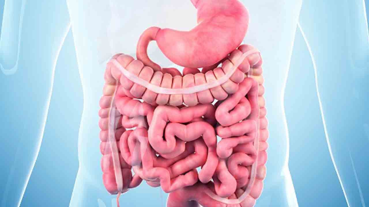 Bağırsakta mikropları etkisizleştiren protein bulundu