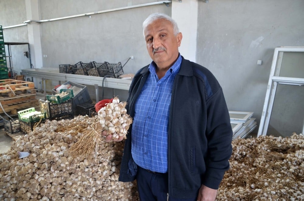 Bağışıklığı güçlendiren Kastamonu sarımsağı son 50 yılın en yüksek fiyatlarını gördü 