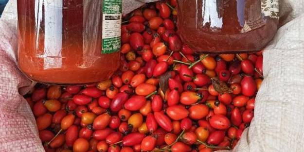 Bağışıklığı kuvvetlendiren şifalı ilaç kuşburnu