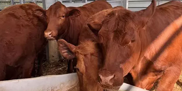 Bağnaz faşistten Kızıl Düve paylaşımı! Hedefleri 3. tapınak