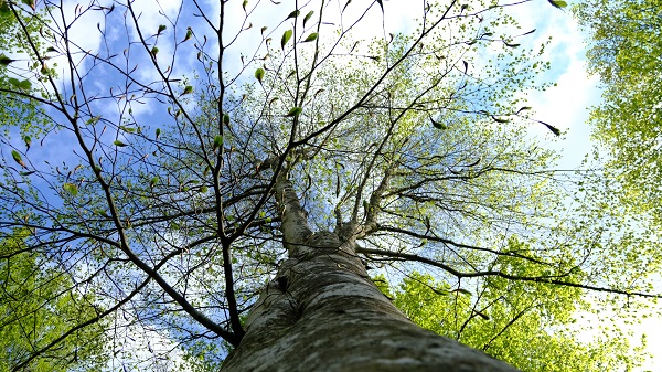 Bahar geldi doğa canlandı! Burası İstanbul’a birkaç saat uzaklıkta
