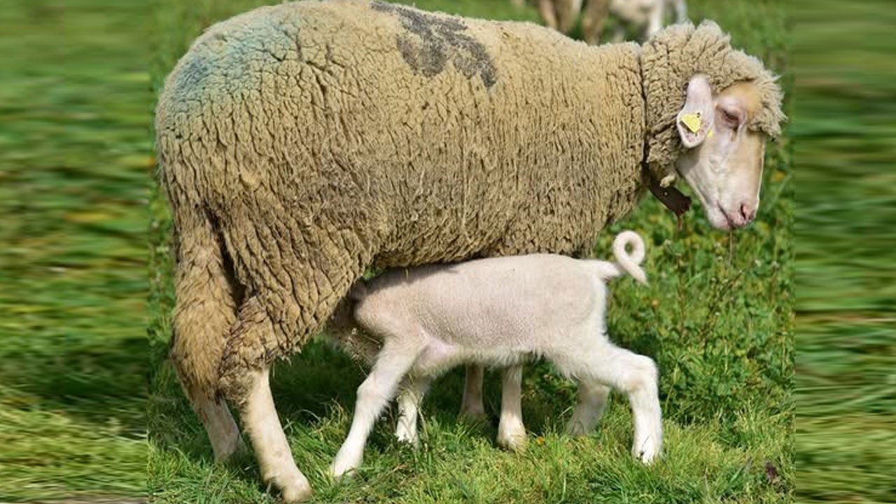 Baharın en sevimli buluşması! Kuzular annelerine böyle kavuştu