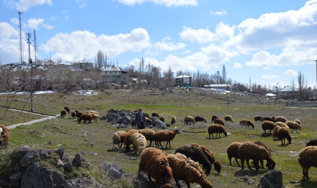 Baharın gelişi besicileri sevindirdi