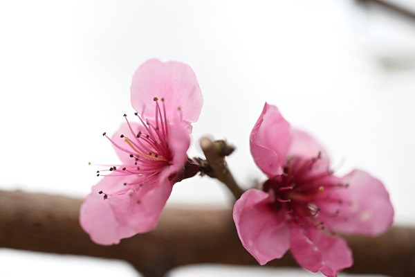 Baharın gelişiyle doğa canlandı