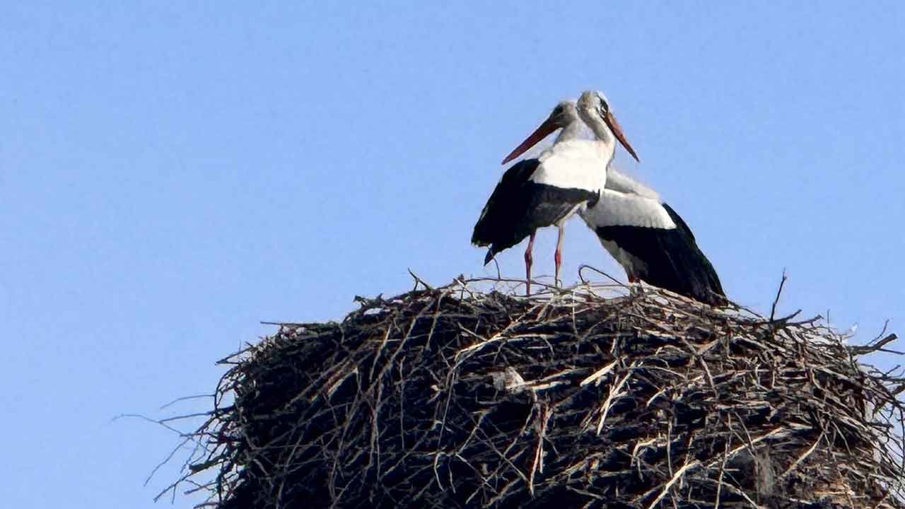 Baharın habercisi leylekler memleketlerine ulaştı