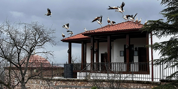 Baharın habercisi leylekler Şeyh Edebali'yi selamladı! 'İlk defa böyle bir olaya şahit olduk'