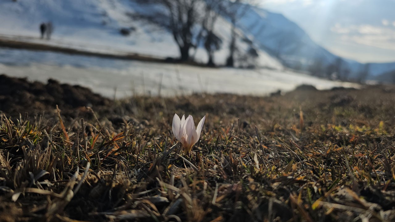 Baharın ilk müjdecisi! Çiğdemler göz kamaştırıyor
