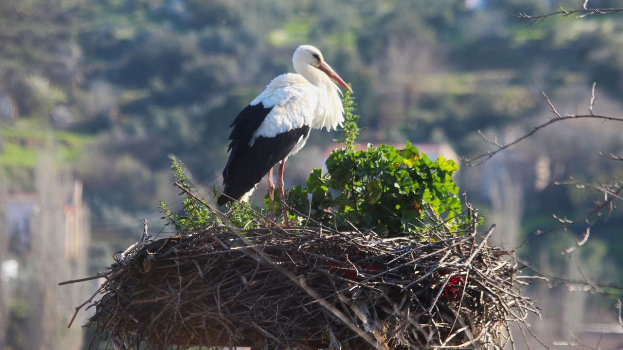 Baharın ilk müjdecisi geldi! Bakın leyleği ilk görene ne hediye verildi