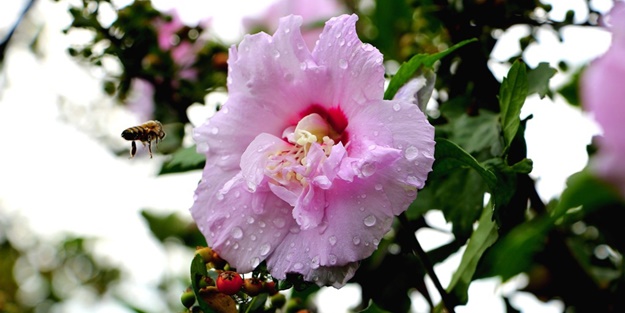 Baharın müjdecisi cemre düştü mü?