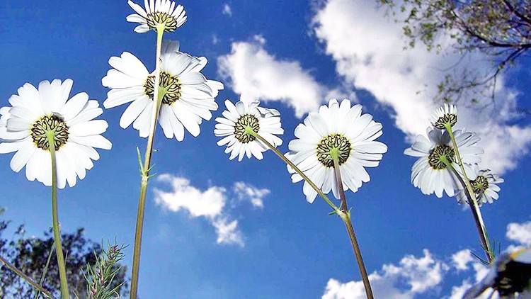 Baharın müjdecisi ‘cemre’den haber var: İlk cemre düştü mü?