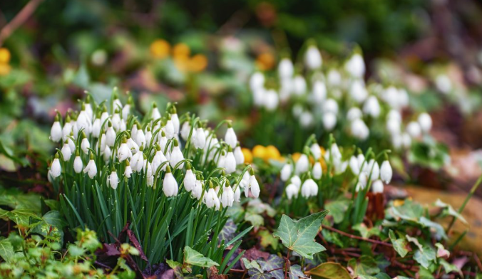 Baharın müjdecisi kardelenler çiçek açtı