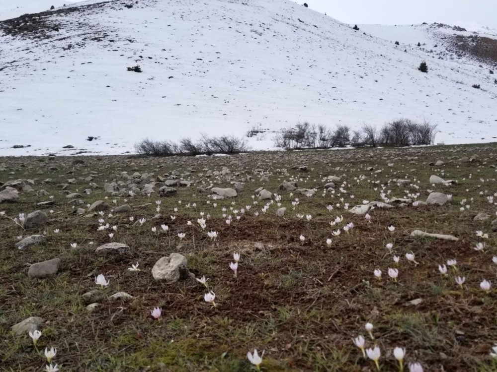Baharın müjdecisi kardelenler Munzur’u süsledi 