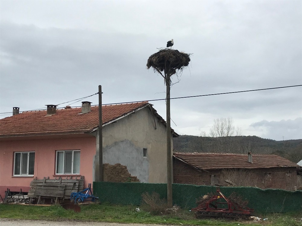 Baharın müjdecisi leylekler kendini Çanakkale’de gösterdi 