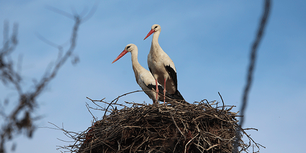 Baharın müjdecisi leylekler yuvalarına döndü