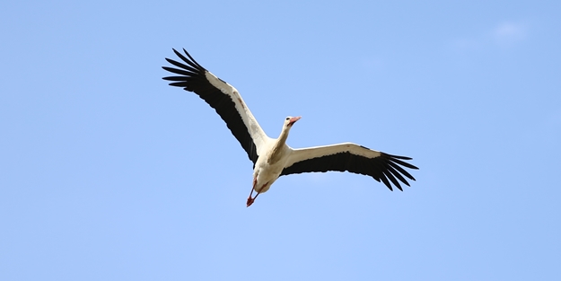Baharın müjdecisi leylekler yuvalarına yerleşti