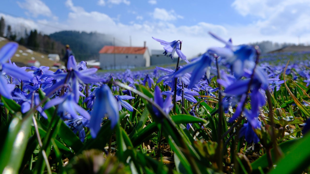 Baharla birlikte açtılar! Bu çiçeği görmek için 11 kilometre yürüdüler