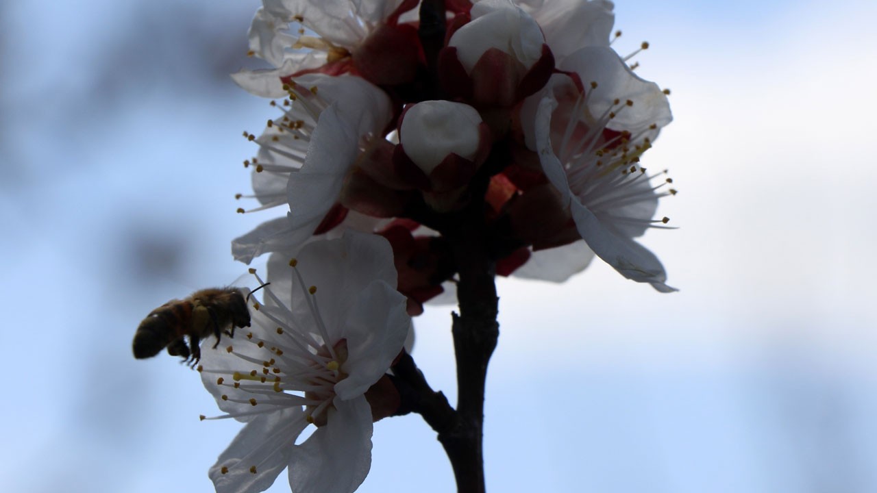 Baharla birlikte bal mesaisi başladı