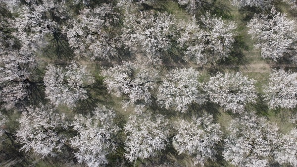 Baharla birlikte kartpostallık görüntüler
