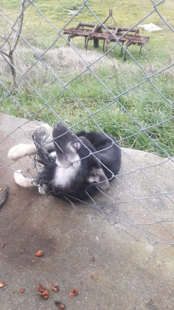 Bahçe tellerine sıkışan köpeği itfaiye kurtardı 