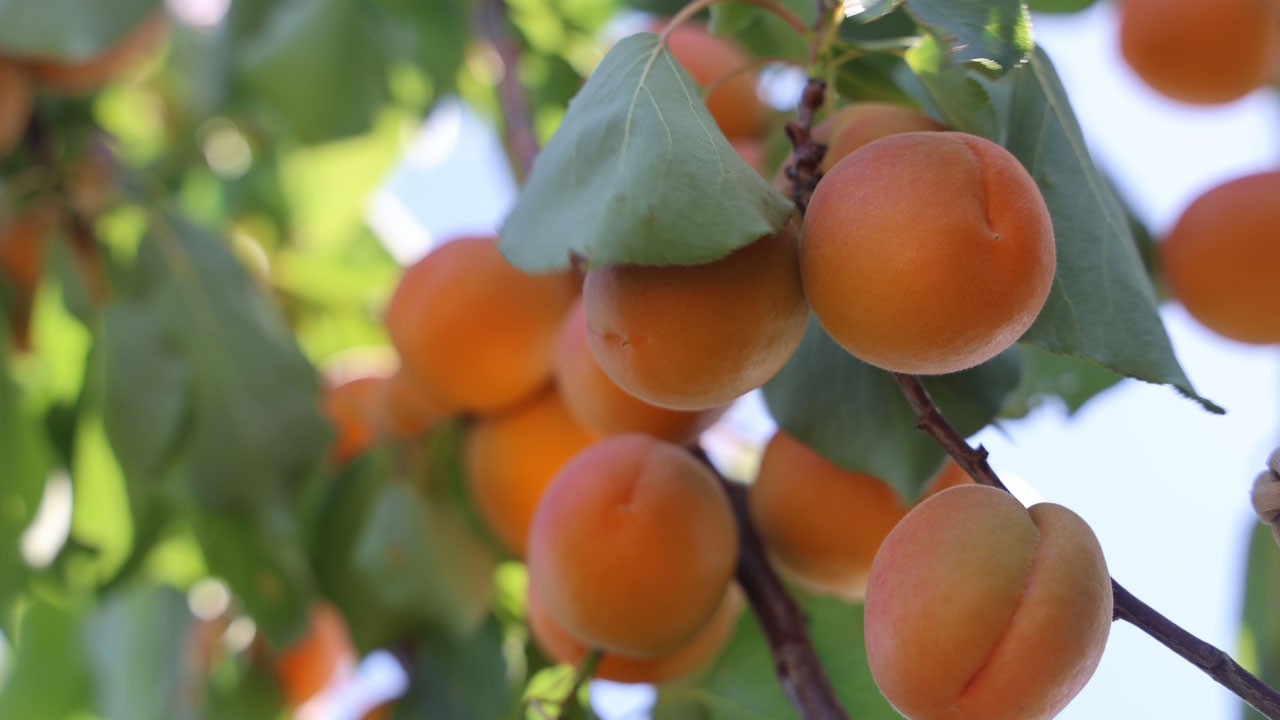 Bahçede 30 TL, markette 70 TL