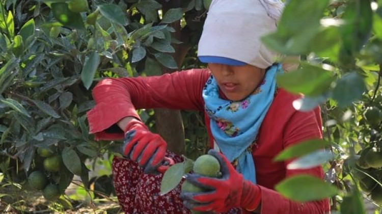 Bahçede 50 kuruş 5 liraya satılıyor!