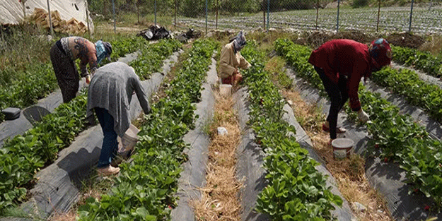Bahçede 8 lira, tezgahta 30 lira