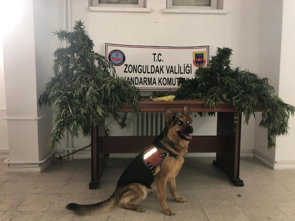 Bahçede kenevirleri sularken yakalandı 