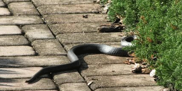 Bahçenizde bunlar varsa söküp atın! Yılanları ışık hızıyla çekiyor