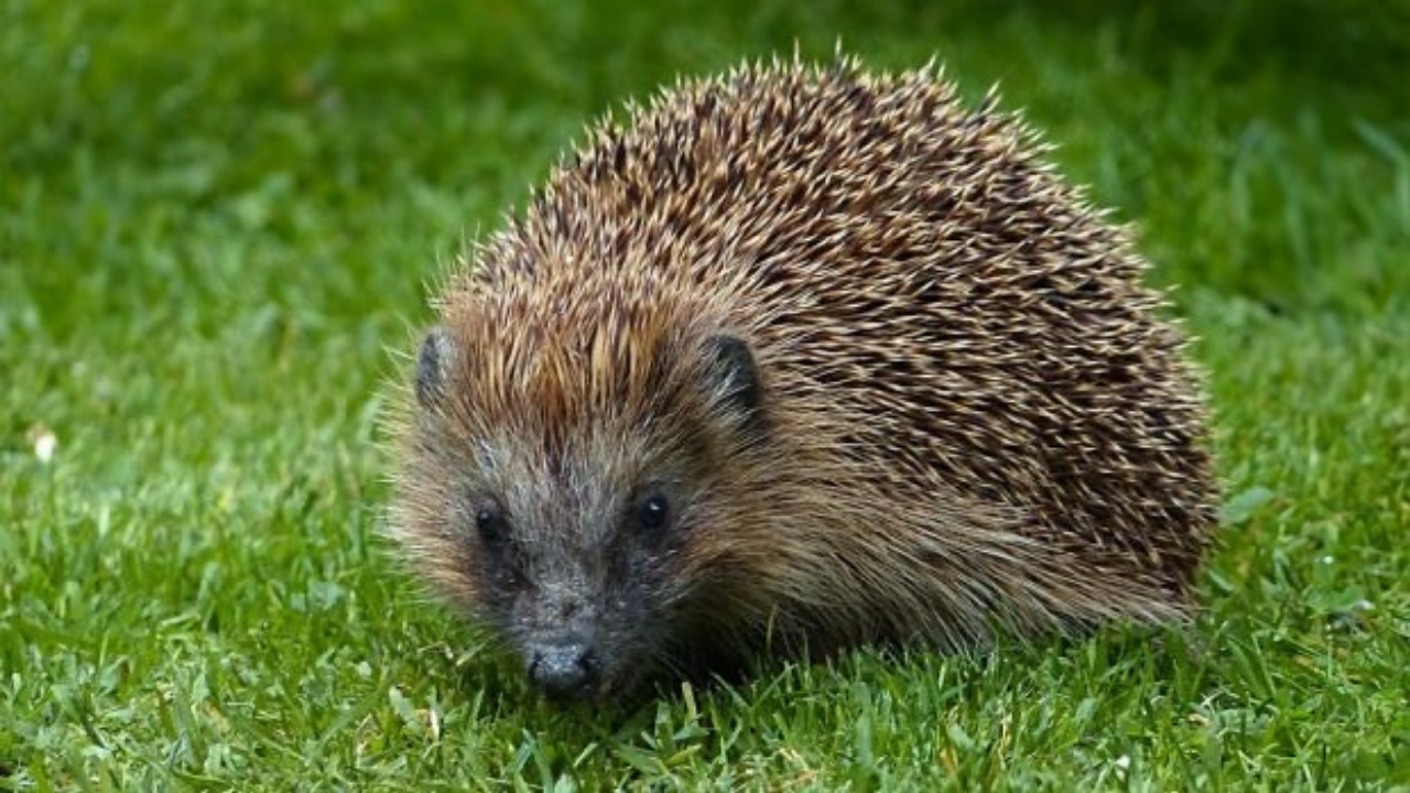 Bahçenizde kirpi görürseniz sakın bunu yapmayın…