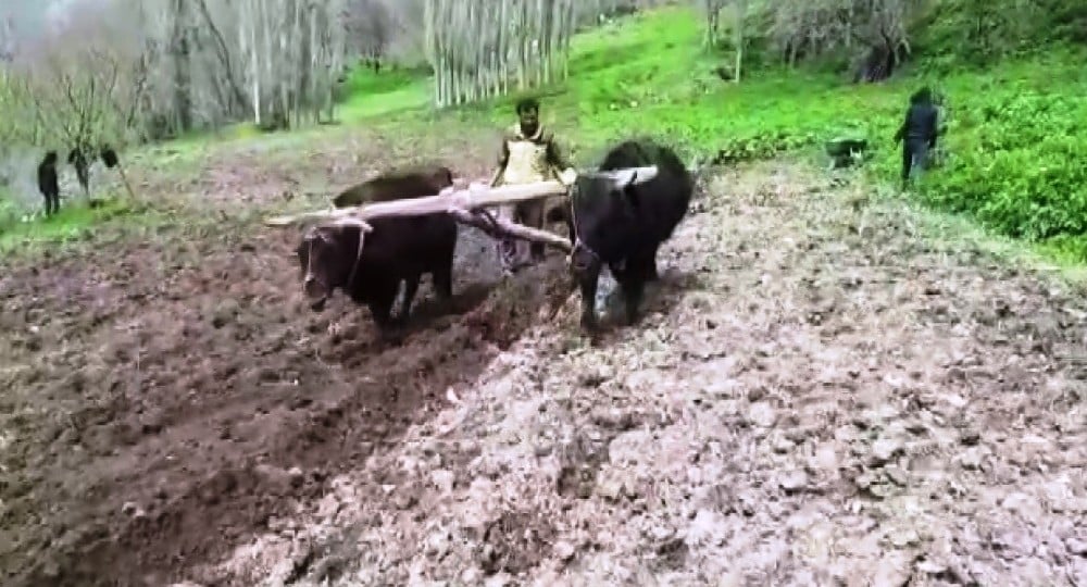 Bahçesaray’da Karasabanlar halen revaçta 